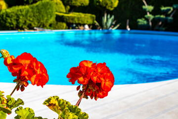 Beautiful red orange flower at paradise pool garden Brest Belarus.