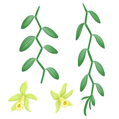 vector drawing vanilla flowers and vines with green leaves, hand drawn illustration