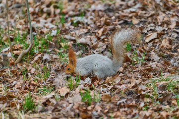 squirrel eating nut