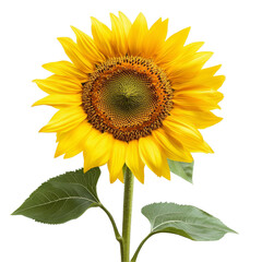 Obraz premium Vibrant sunflower blooming against a transparent backdrop showcasing its bright yellow petals and green leaves, sunflower isolated on transparent background