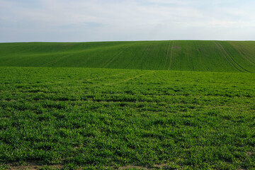 Winter wheat field in spring. Wheat field hills. Future harvest and forecast. Evening golden hour. Copy space.