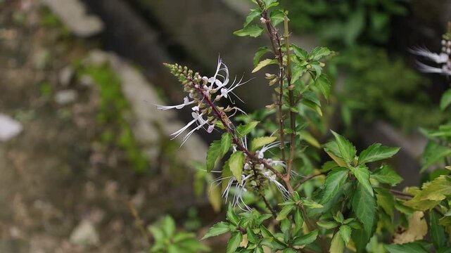 The cat whisker flower or Orthosiphon aristatus, has a characteristic, a collection of flower juices that are long and extend from two different sides