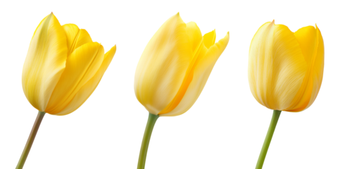 Three vibrant yellow tulips isolated transparent background perfect for spring designs
