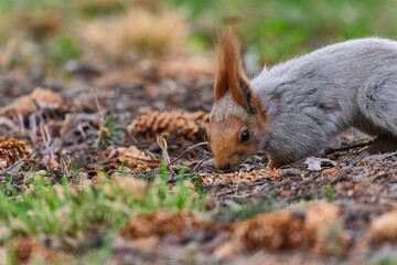 squirrel in the forest