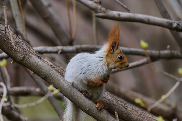 squirrel on a tree