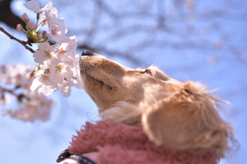 桜のお花見をする犬