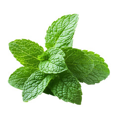 Fresh mint leaves isolated on a clean transparent background perfect for culinary use or herbal tea preparation, Fresh mint leaves isolated