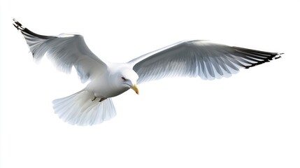 Obraz premium Seagull flying isolated on transparent background