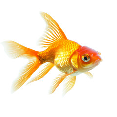 Fototapeta premium Stunning goldfish swimming gracefully across a pristine transparent background, showcasing its vibrant colors and elegant fins, gold fish isolated on transparent background