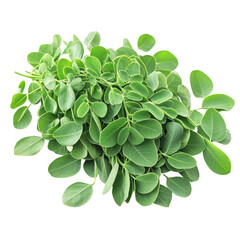 Fototapeta premium Moringa leaves with medicinal properties displayed on a transparent background ready for health applications, Moringa leaves have medicinal properties on transparent background