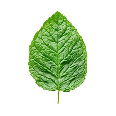 Fresh mint leaf on a clean background showcasing its vibrant color and detailed texture in natural light, Single fresh mint leaf