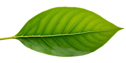 Green Leaf Texture Detail - Transparent Background.