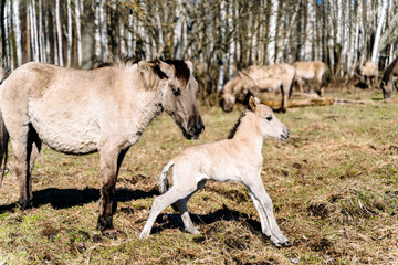 Obraz premium Rebred Tarpan Horses Running Wild in the Naliboki Forest