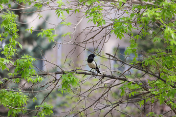 Two black-billed magpies perched among green spring leaves in forested area near Banff, Canada