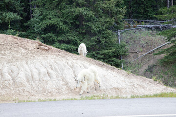 Mountain goat standing on sloped embankment above road in Banff National Park, Canada