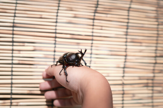 子供の手に止まるオスのカブトムシ