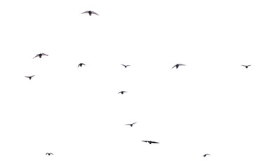 A flock of birds flying in the sky