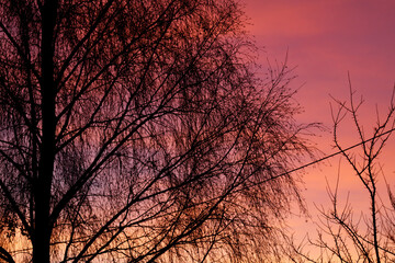 Obraz premium A tree with no leaves is silhouetted against a pink sky