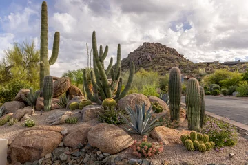 Fototapete Arizona Cactus garden in a rocky desert neighborhood  © Cavan