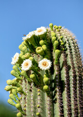 Detail of flower blooms and bee on a saguaro cactus