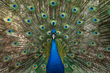 Obraz premium Close up of peacock centered against feathers
