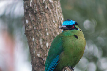 Close-up photography of Momotus aequatorialis