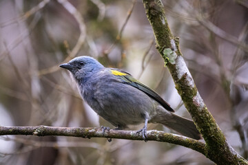 Beautiful colorful tropical bird in green rainforest area