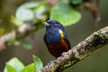 Beautiful colorful tropical bird in green rainforest area