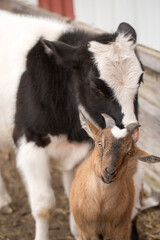 A black-and-white calf affectionately nuzzles a young brown goat