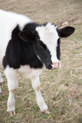 Black and white calf standing on grassy farmland looking at camera
