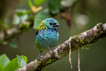 Beautiful colorful tropical bird in green rainforest area