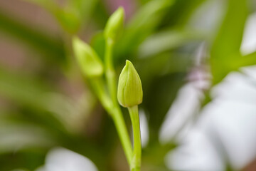 Obraz premium Close-up view of green orchid flower bud on branch