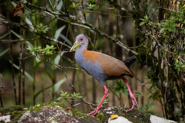Beautiful colorful tropical bird in green rainforest area