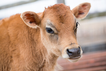 Close-up of a young brown calf with soft fur and gentle eyes