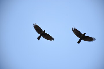 vulture in flight