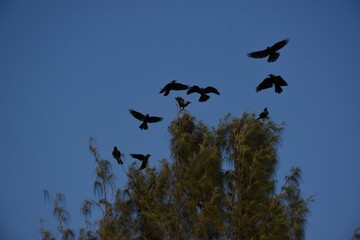 birds in the sky