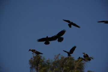 birds in flight