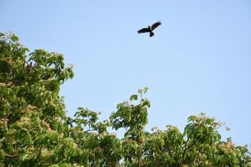 bird in the sky