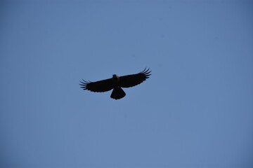 black vulture in flight