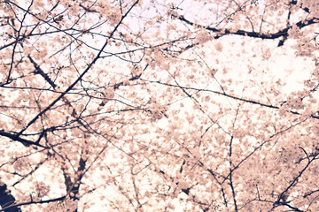桜　春らんまん　春　お花見
