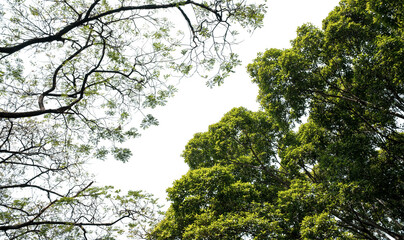 Tropical plants bush on isolated against transparent background. Tree for reducing carbon dioxide...