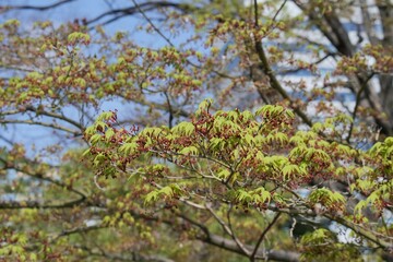 開花前のイロハモミジ