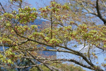 開花前のイロハモミジ