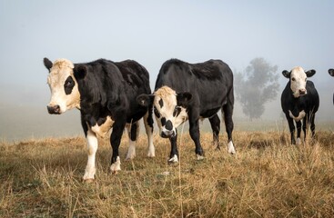 white face dairy cross beef cattle in dry brown paddock during drought