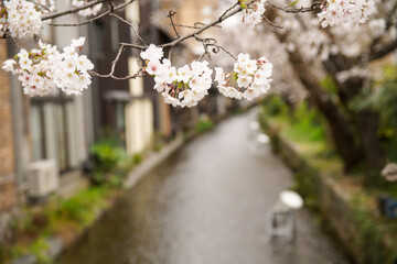 高瀬川の桜