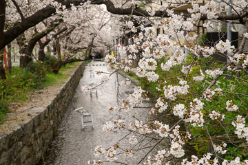 高瀬川の桜