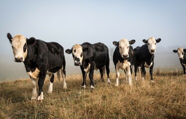 white face dairy cross beef cattle in dry brown paddock during drought