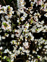 flowering bush, springtime in the park