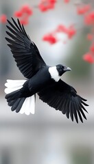Fototapeta premium Black and White Bird in Flight