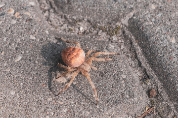 Large yellow cross spider with large rear part in Belarus.